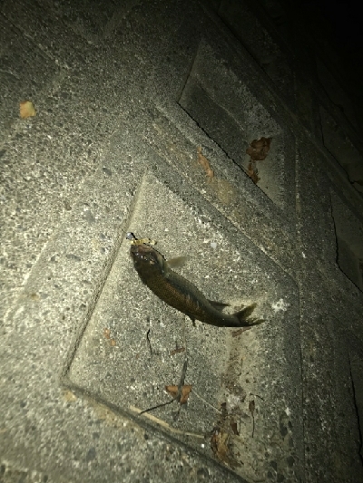 久々にハス(ケタバス)釣り