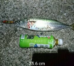 夜中のデカサバ狙い