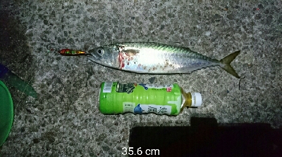 夜中のデカサバ狙い