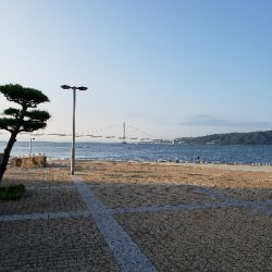 大サバ～～～～