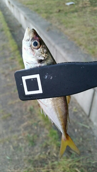 舞洲アジングNo5