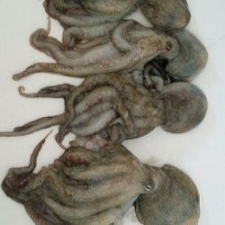 終盤戦タコ４杯