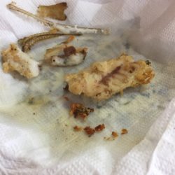 チョイ投げ五目釣り