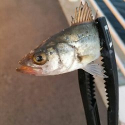 舞洲アジングNo6