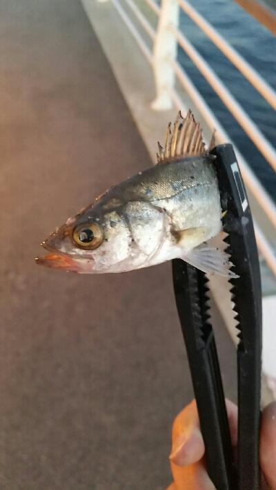 舞洲アジングNo6