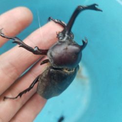 小物釣り ~釣り ガサガサ 虫採り~