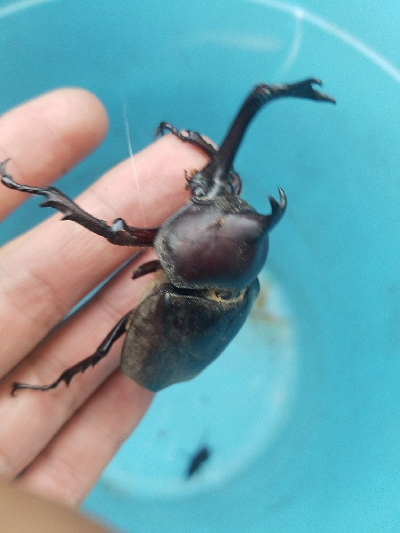 小物釣り ~釣り ガサガサ 虫採り~