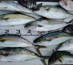 猛暑との戦い！