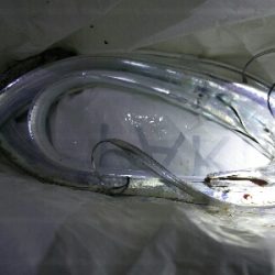 太刀魚開幕第２戦