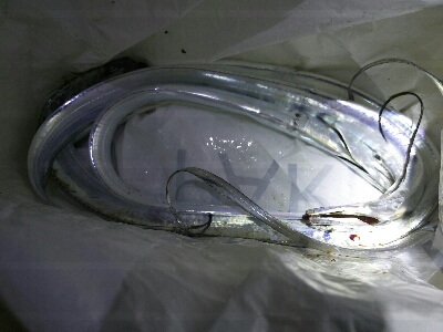 太刀魚開幕第２戦