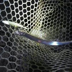 太刀魚ワインド