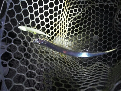 太刀魚ワインド