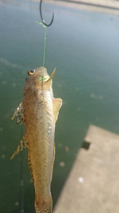 今日もハゼクラ