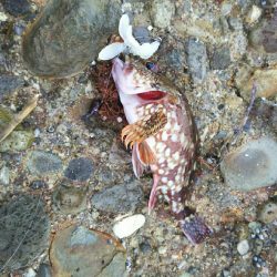 2日間のライトロック三昧