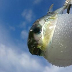 鹿児島釣行5日目！