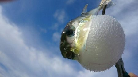 鹿児島釣行5日目！