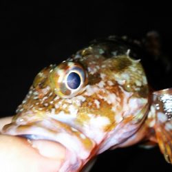 プチ遠征してアジ探し。