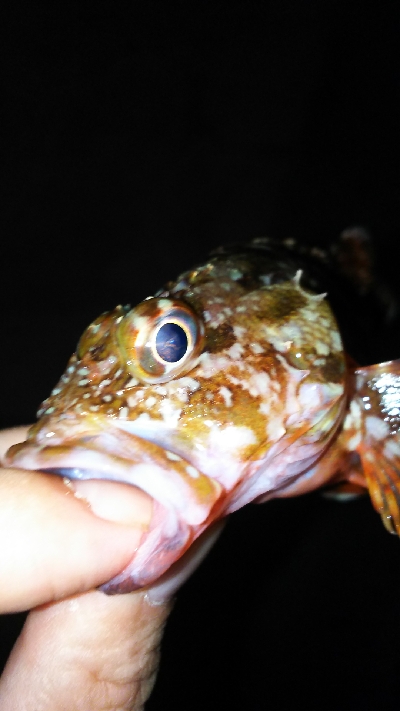 プチ遠征してアジ探し。