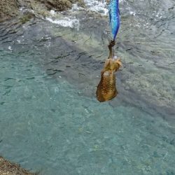 エギング釣行その26