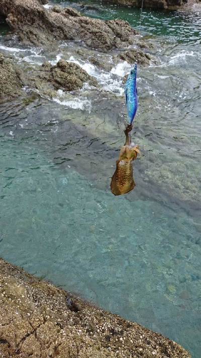 エギング釣行その26