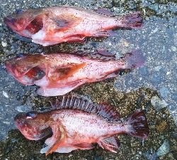 カワハギ始まる