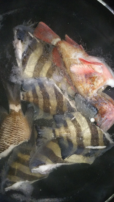 パワーイソメでタコ サンバソウ