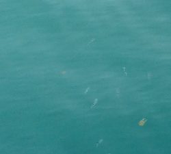 エギング釣行その24