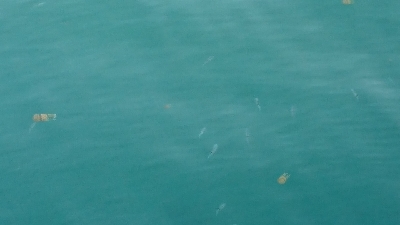 エギング釣行その24