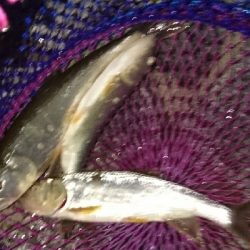 お盆最後にハス(ケタバス)釣り