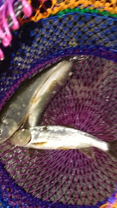 お盆最後にハス(ケタバス)釣り