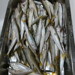 鮎釣り