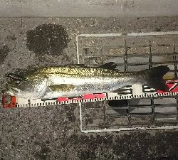 やっぱりドブ川最高♪