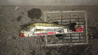 やっぱりドブ川最高♪