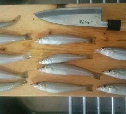 9時間耐久釣りレース