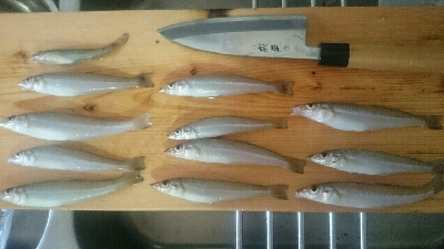 9時間耐久釣りレース