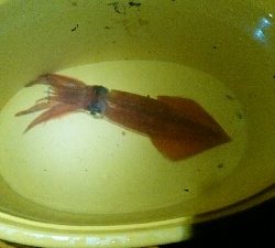 エギング追加ケンサキイカ