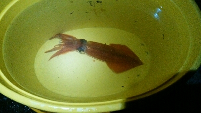 エギング追加ケンサキイカ