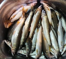 鮎 第四戦  ホーム高見川