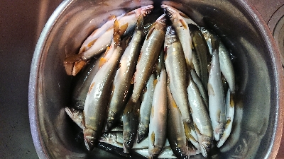 鮎 第四戦  ホーム高見川