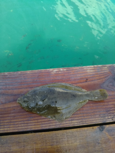 のませにて色々