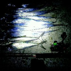 ショアジギからワインド