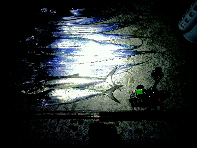 ショアジギからワインド