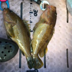 マイボートでタイラバ、ジギング!