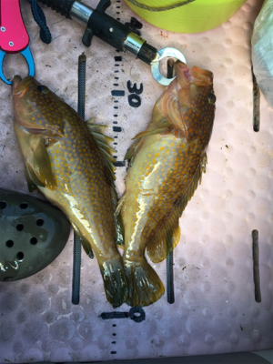 マイボートでタイラバ、ジギング!