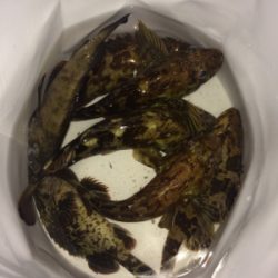 メバルゲーム☆