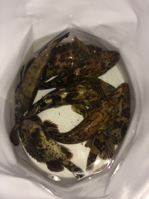 メバルゲーム☆