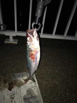 初めてのショアジギング