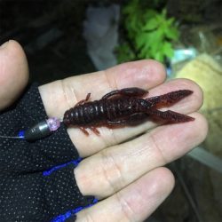 淀川ブリームゲーム キビレ探し