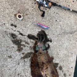 夏イカエギング