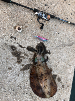 夏イカエギング